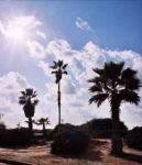 sun and palms sc.jpg